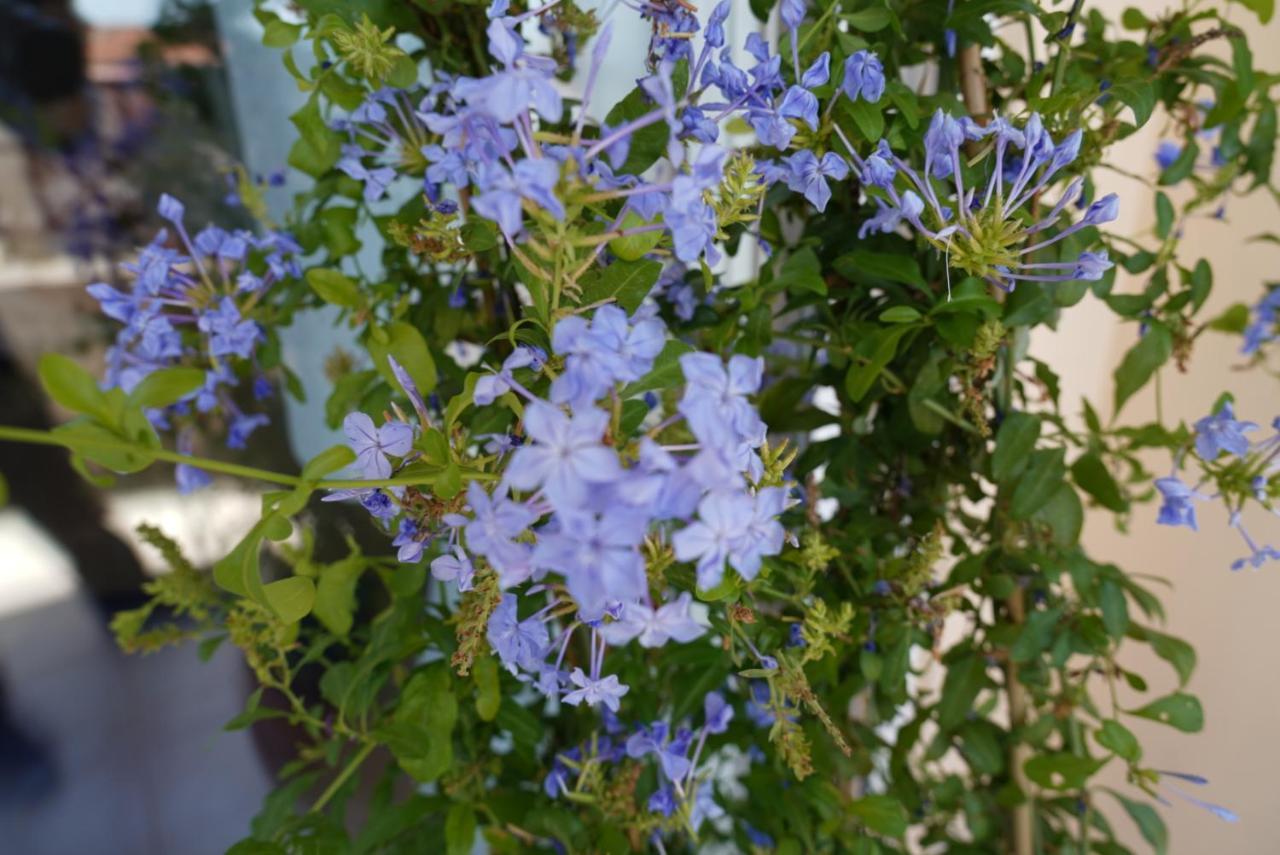 Blue Jasmine Daire Aigio Dış mekan fotoğraf